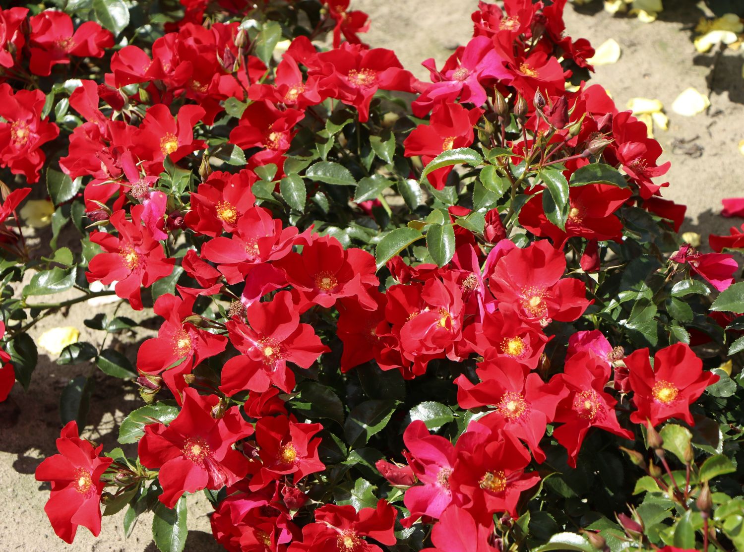 Klein-Strauchrose NektarGarten ® 'Alexander von Humboldt' - Rosa NektarGarten ® 'Alexander von Humboldt' ADR-Rose