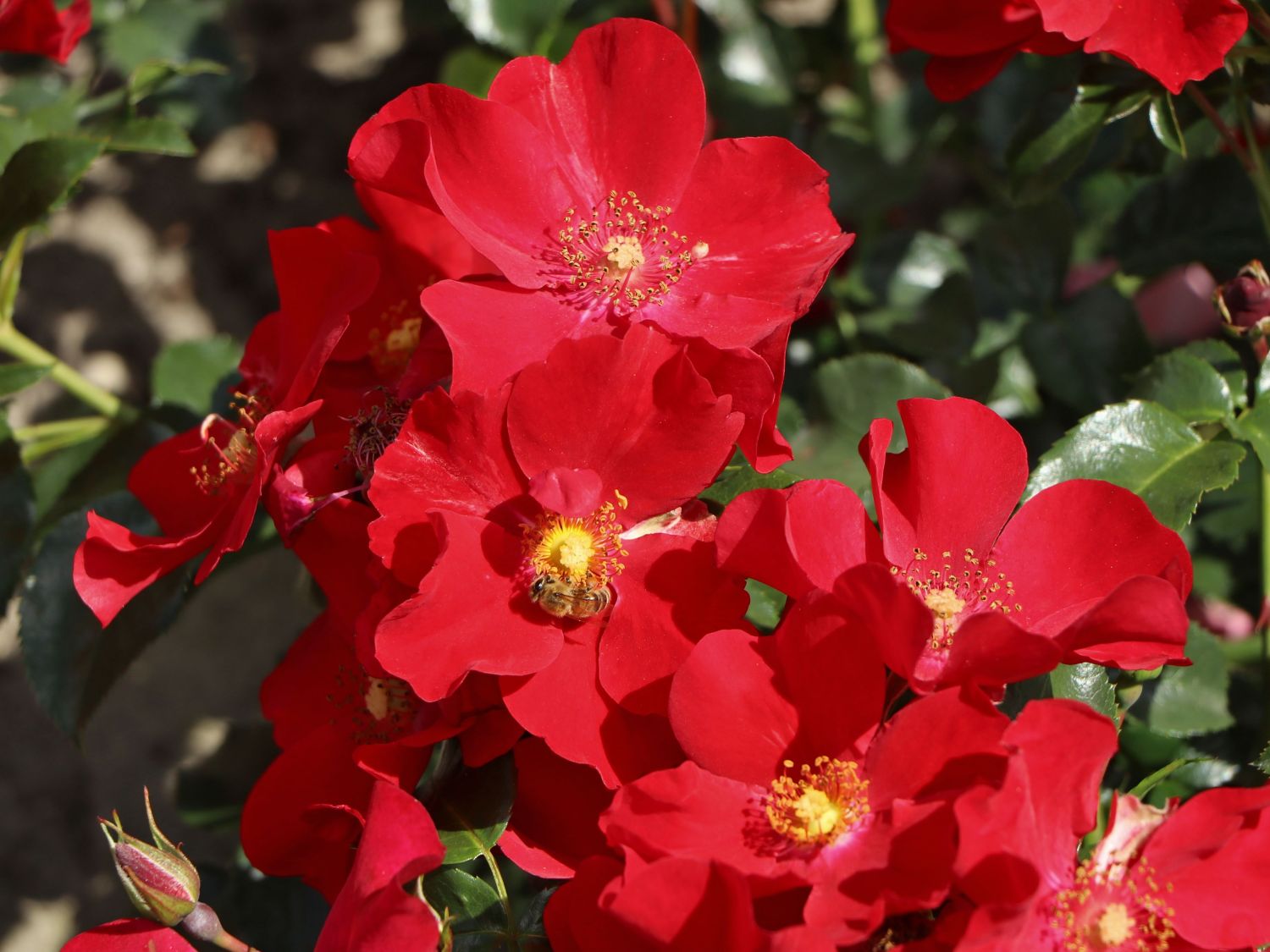 Klein-Strauchrose NektarGarten ® 'Alexander von Humboldt' - Rosa NektarGarten ® 'Alexander von Humboldt' ADR-Rose