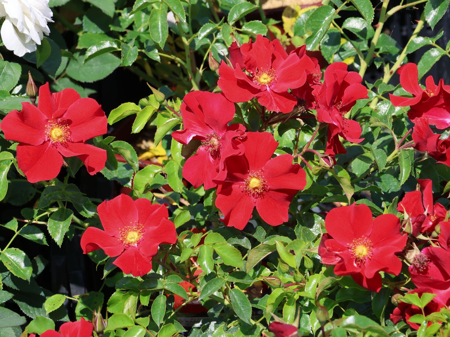 Klein-Strauchrose NektarGarten ® 'Alexander von Humboldt' - Rosa NektarGarten ® 'Alexander von Humboldt' ADR-Rose