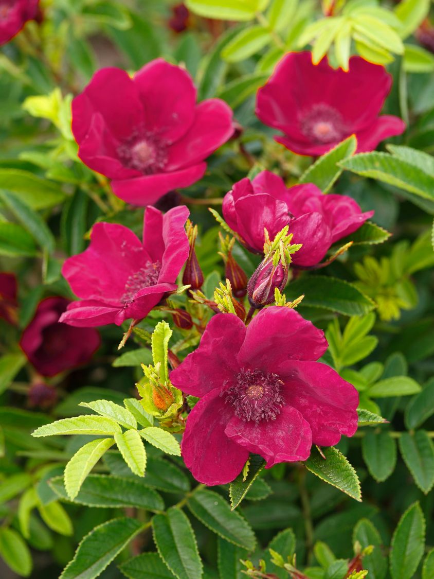 Klein-Strauchrose Strandperle ® 'Norderney' - Rosa Strandperle ® 'Norderney'