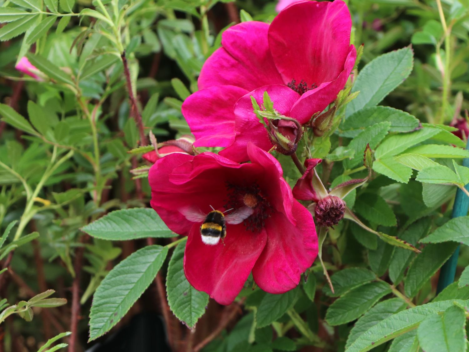 Klein-Strauchrose Strandperle ® 'Norderney' - Rosa Strandperle ® 'Norderney'