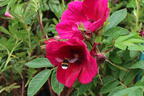 Klein-Strauchrose Strandperle ® 'Norderney' - Rosa Strandperle ® 'Norderney'