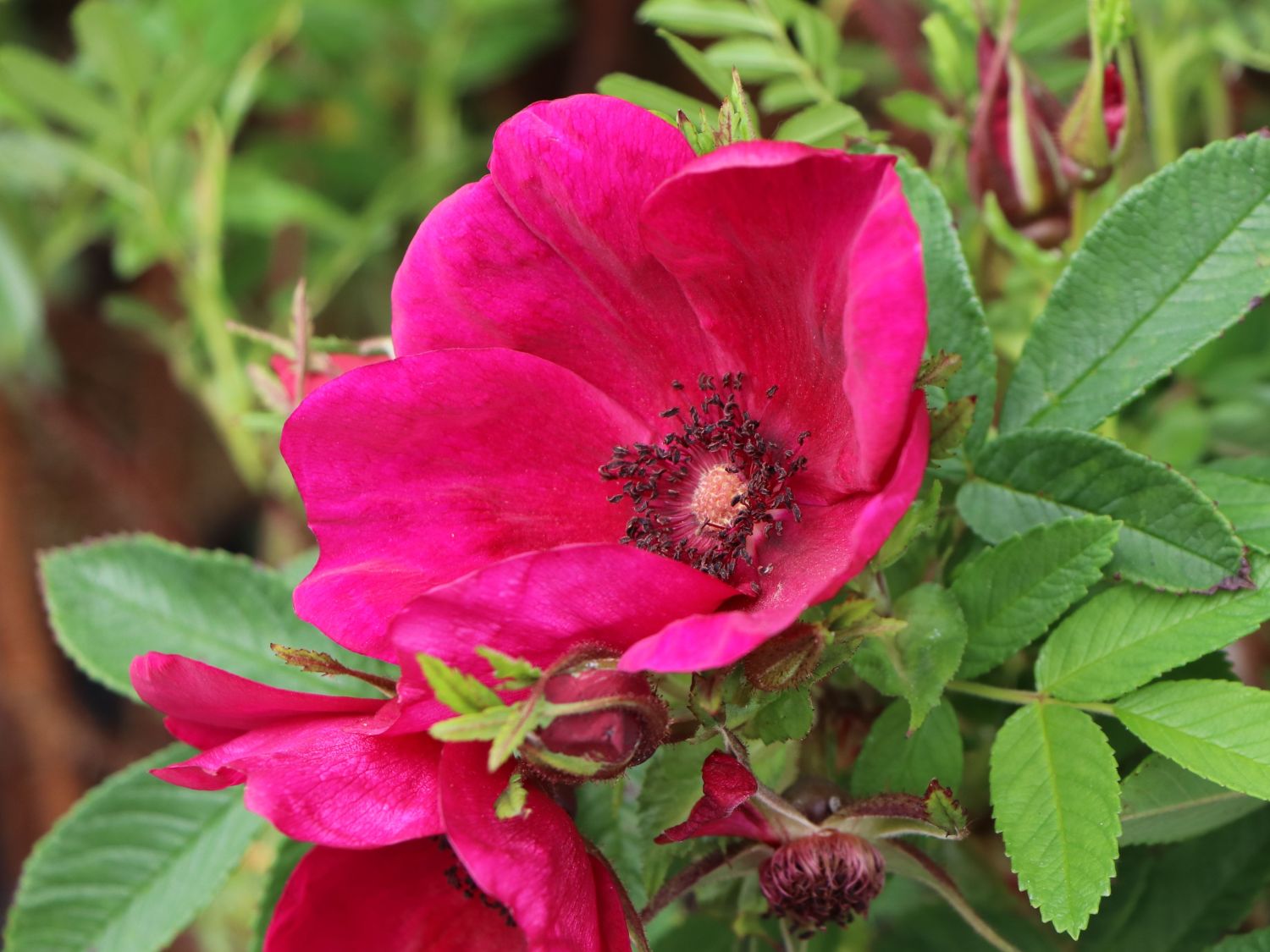 Klein-Strauchrose Strandperle ® 'Norderney' - Rosa Strandperle ® 'Norderney'