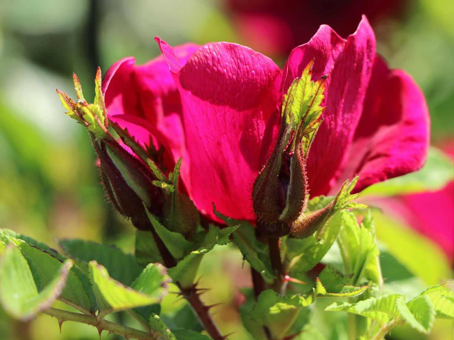 Klein-Strauchrose Strandperle ® 'Norderney' - Rosa Strandperle ® 'Norderney'