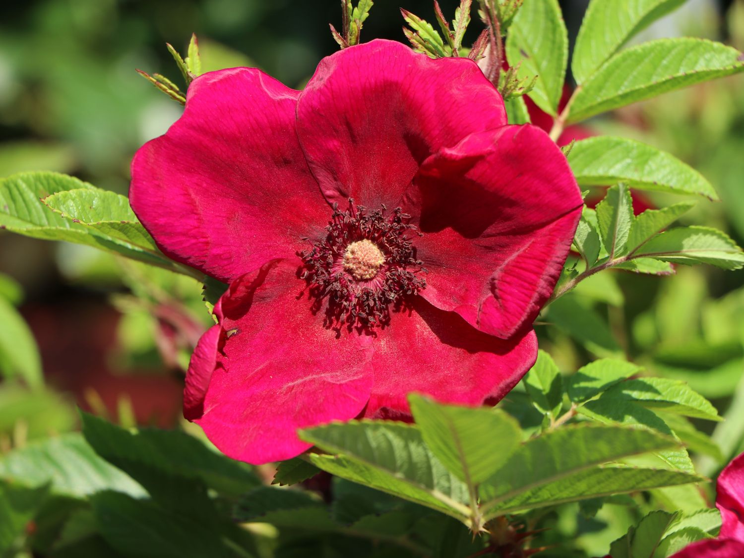 Klein-Strauchrose Strandperle ® 'Norderney' - Rosa Strandperle ® 'Norderney'