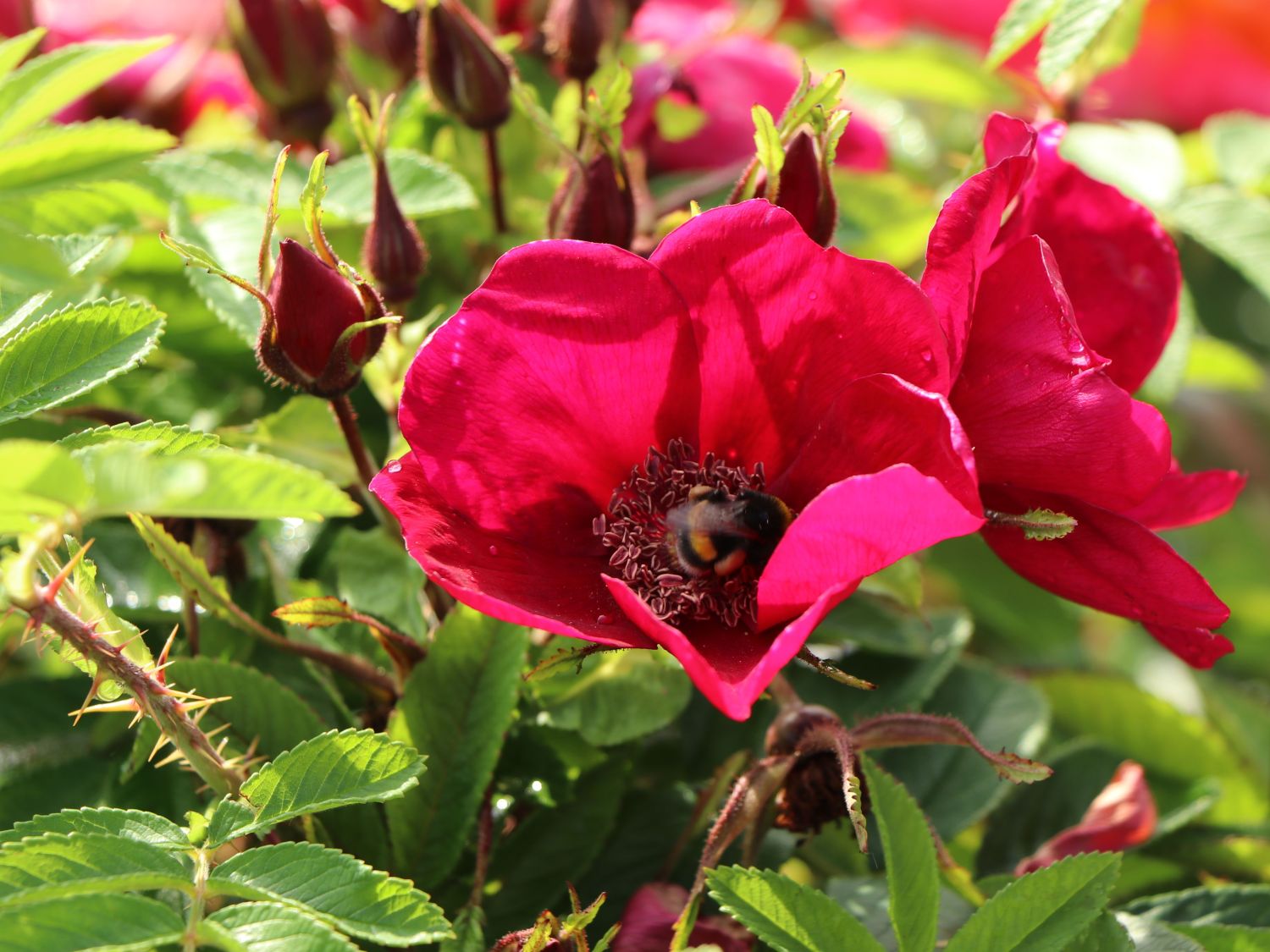 Klein-Strauchrose Strandperle ® 'Norderney' - Rosa Strandperle ® 'Norderney'