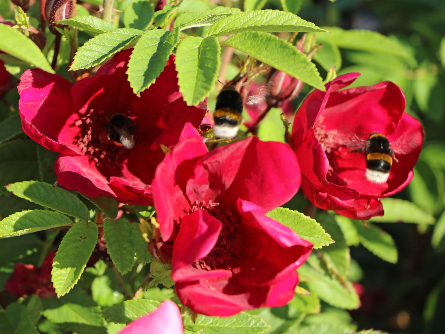 Klein-Strauchrose Strandperle ® 'Norderney' - Rosa Strandperle ® 'Norderney'