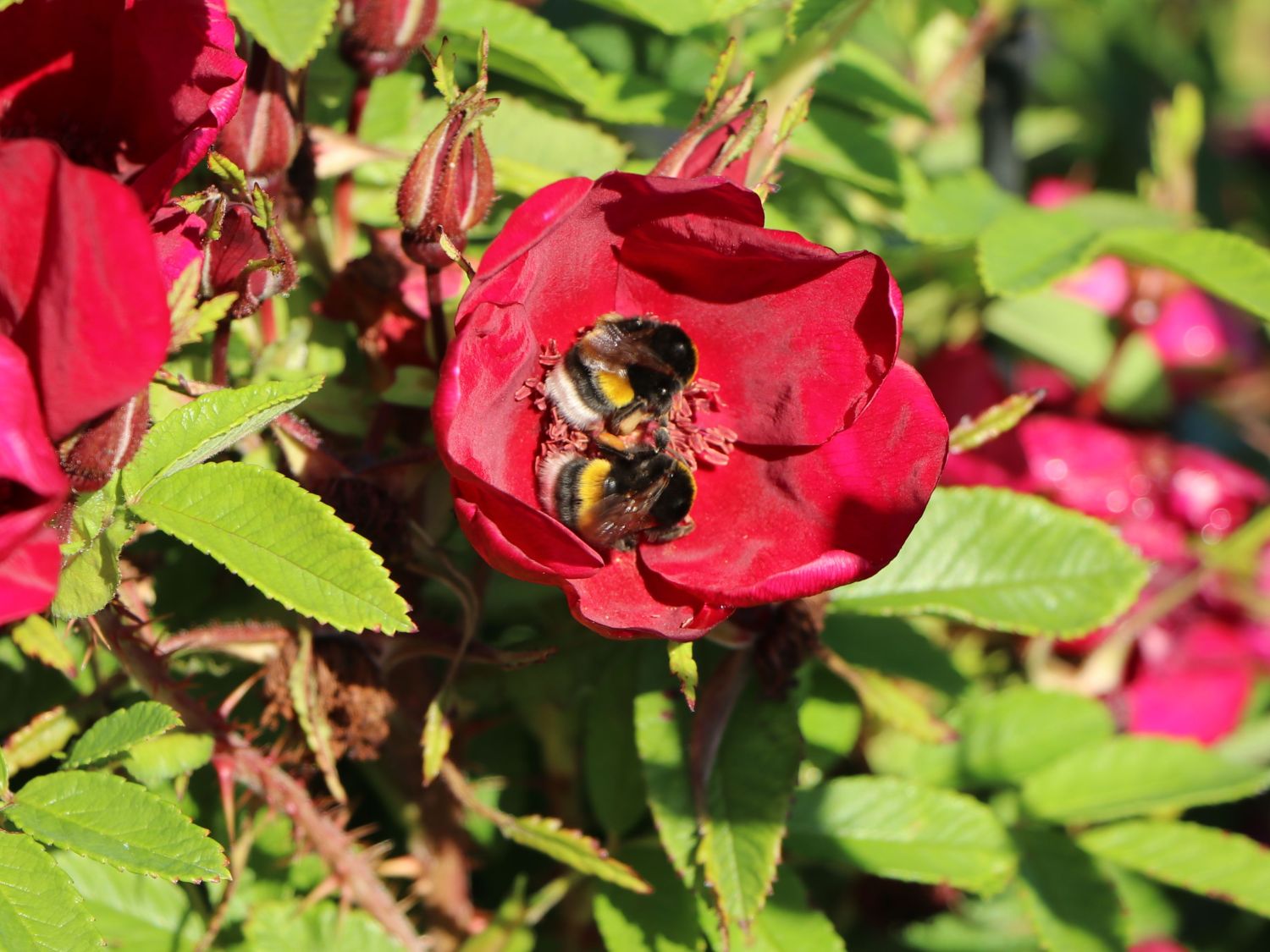 Klein-Strauchrose Strandperle ® 'Norderney' - Rosa Strandperle ® 'Norderney'