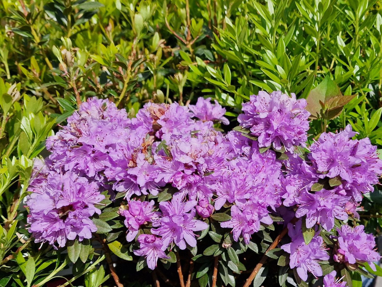 Kleinblttriger Rhododendron 'Buchlovice' - Rhododendron impeditum ' Buchlovice' - Baumschule Horstmann