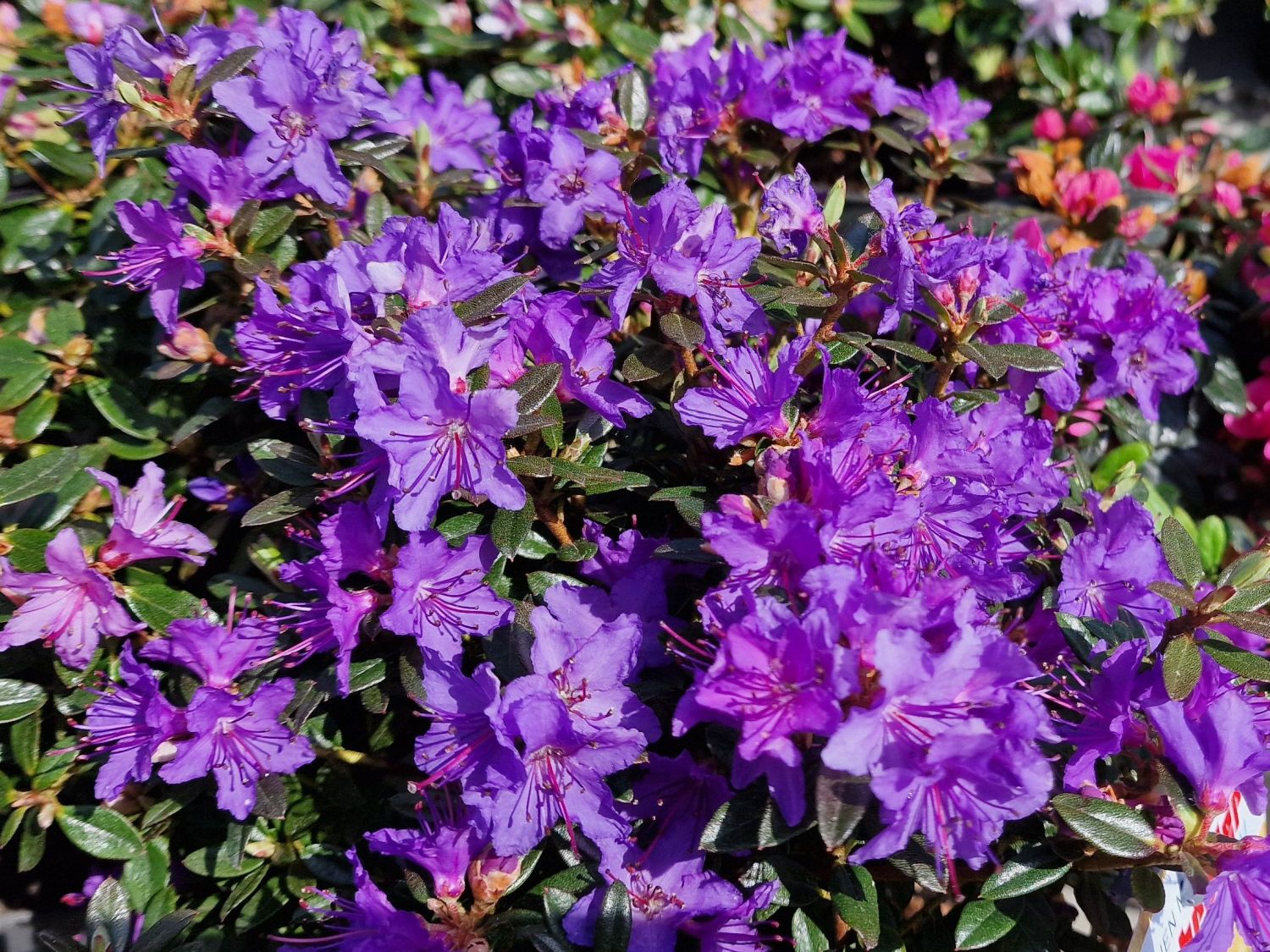 Kleinblättriger Rhododendron 'Saint Merryn'