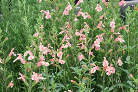 Kleinblättriger Salbei 'Belle de Loire' - Salvia microphylla 'Belle de Loire'