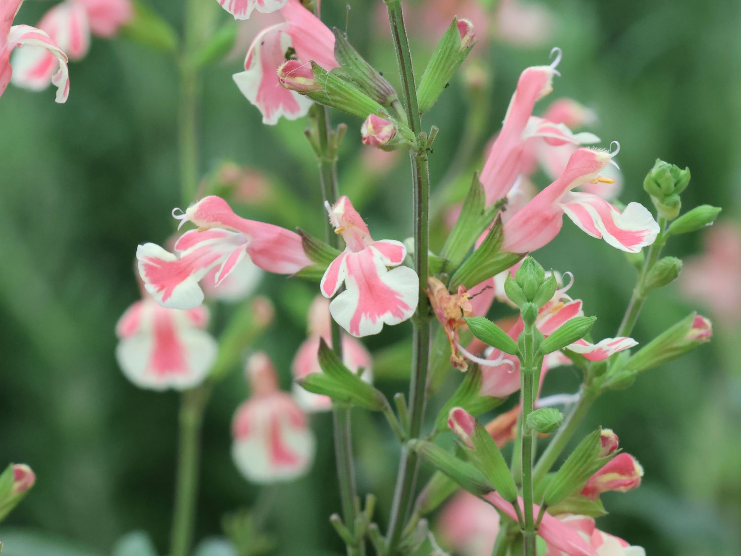 Kleinblättriger Salbei 'Belle de Loire' - Salvia microphylla 'Belle de Loire'