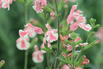 Kleinblättriger Salbei 'Belle de Loire' - Salvia microphylla 'Belle de Loire'