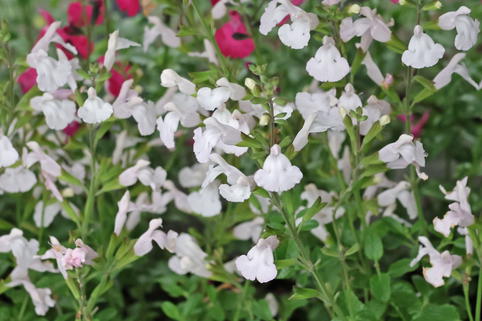 Kleinblättriger Salbei 'Gletsjer' - Salvia microphylla 'Gletsjer'