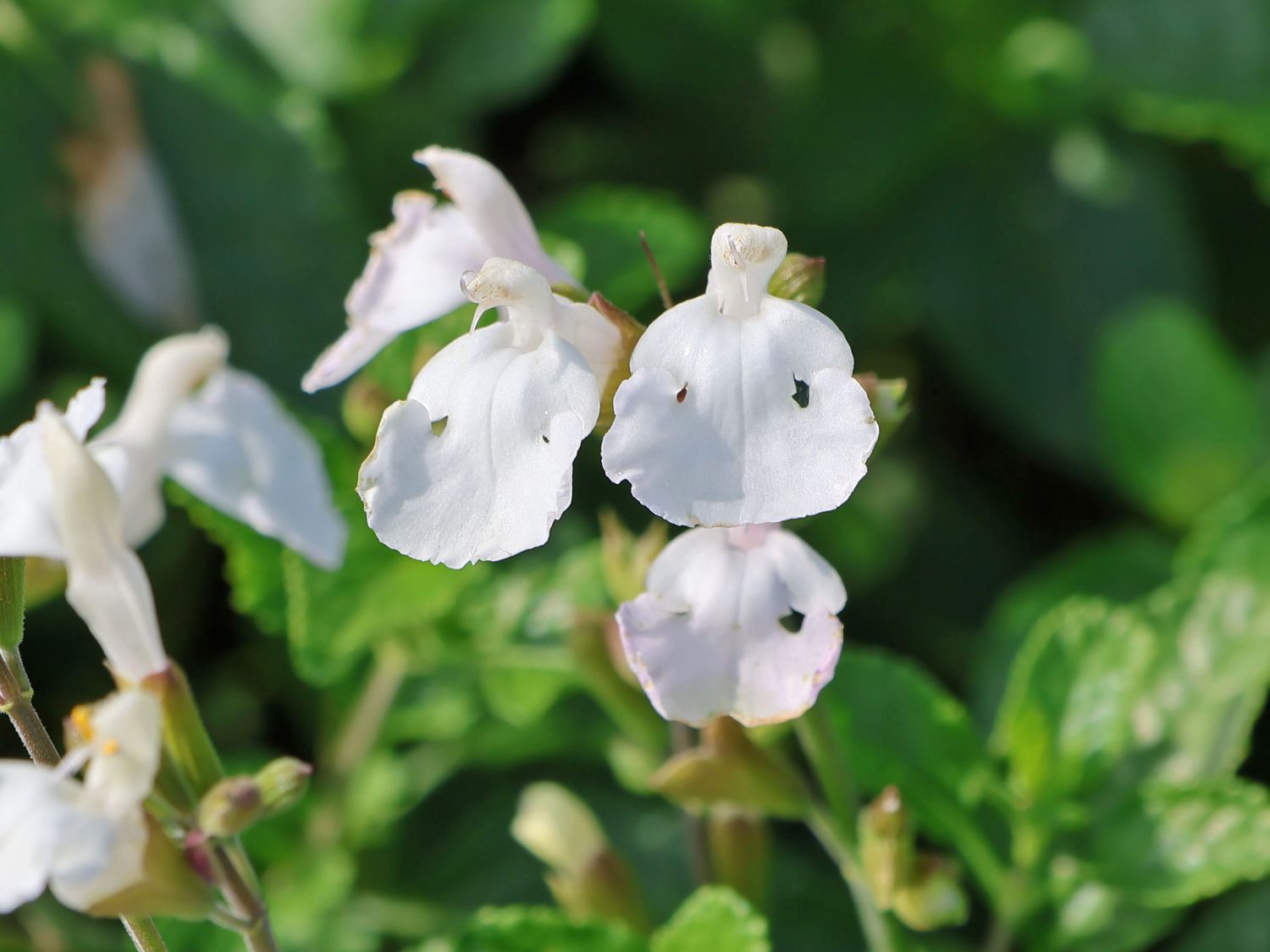 Kleinblättriger Salbei 'Gletsjer' - Salvia microphylla 'Gletsjer'