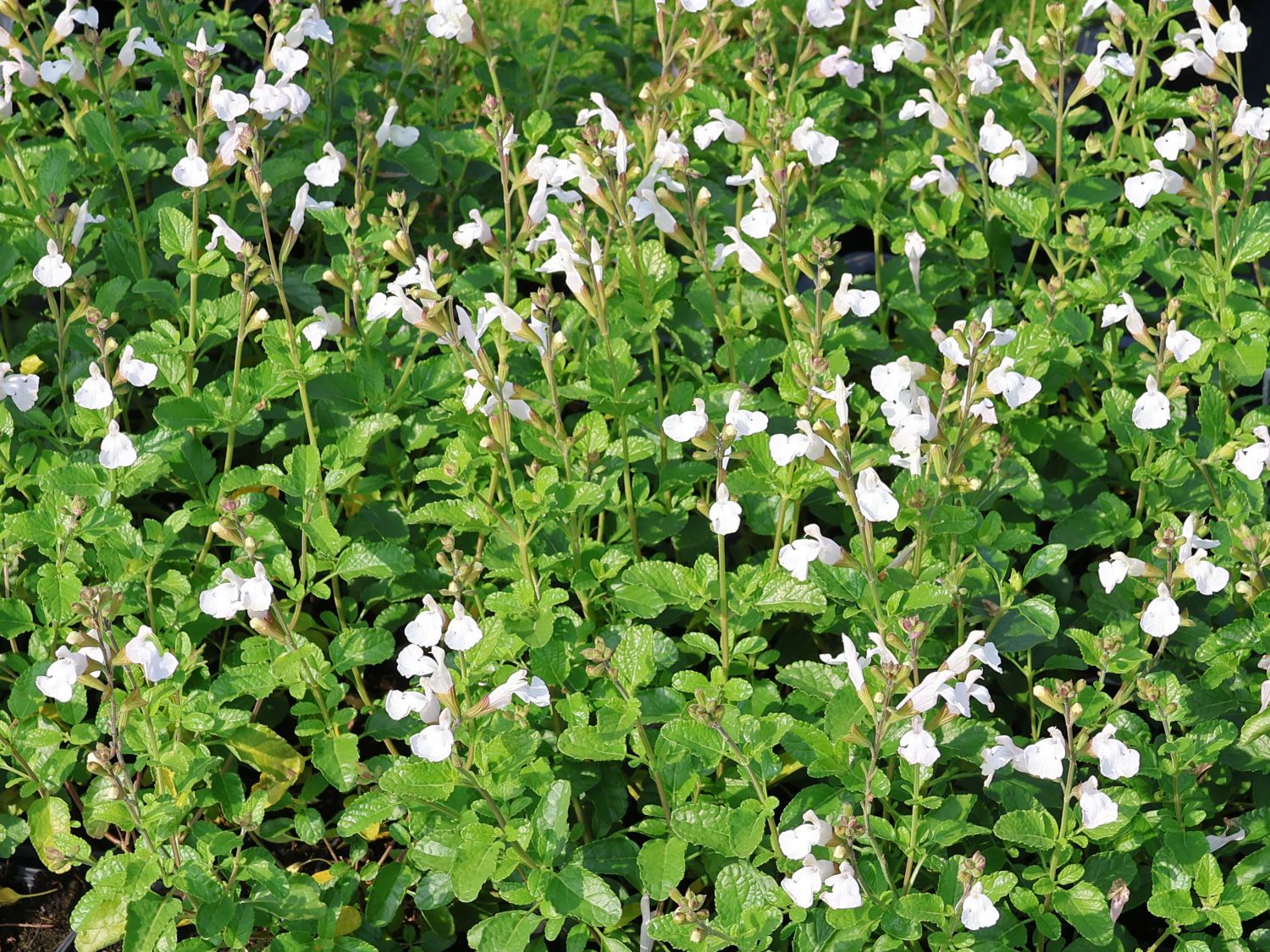 Kleinblättriger Salbei 'Gletsjer' - Salvia microphylla 'Gletsjer'