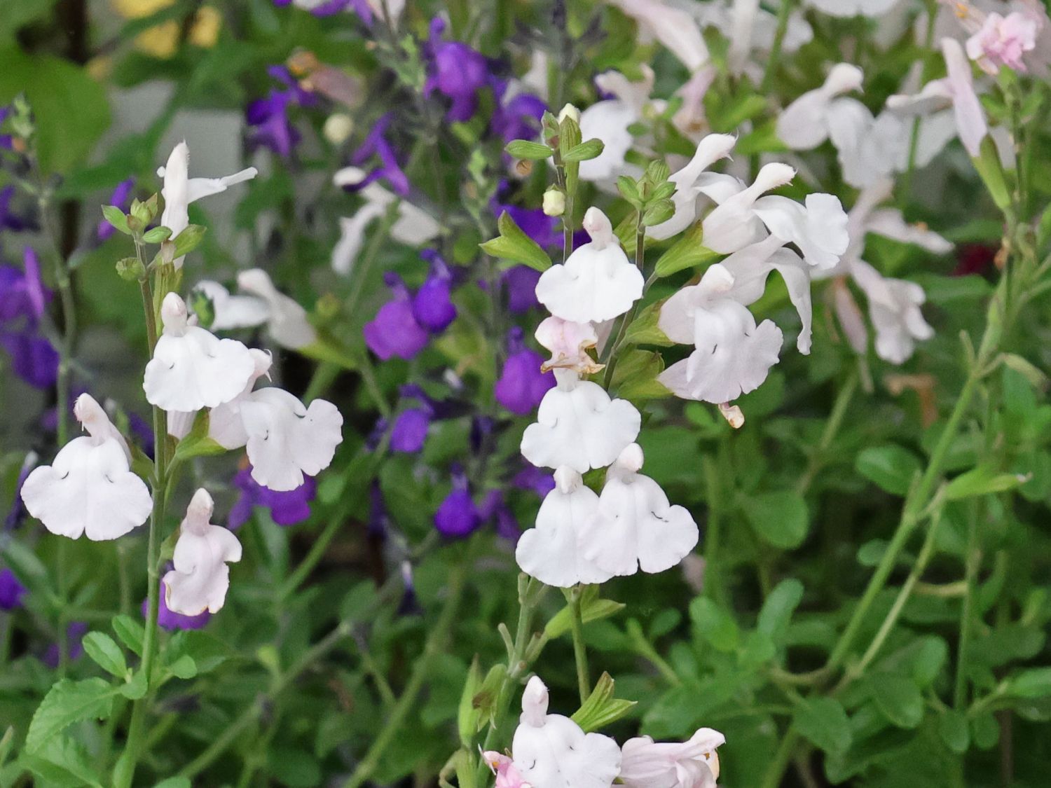 Kleinblättriger Salbei 'Gletsjer' - Salvia microphylla 'Gletsjer'
