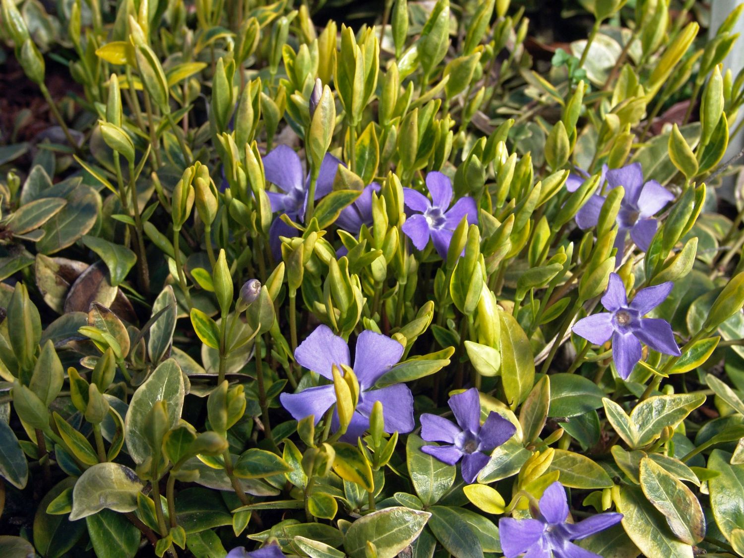 12 Plants De Vinca Minor Aureovariegata - Petite Pervenche à Fleurs Pourpres, Couvre-sol Persistant En Pot 9x9 Cm - 10
