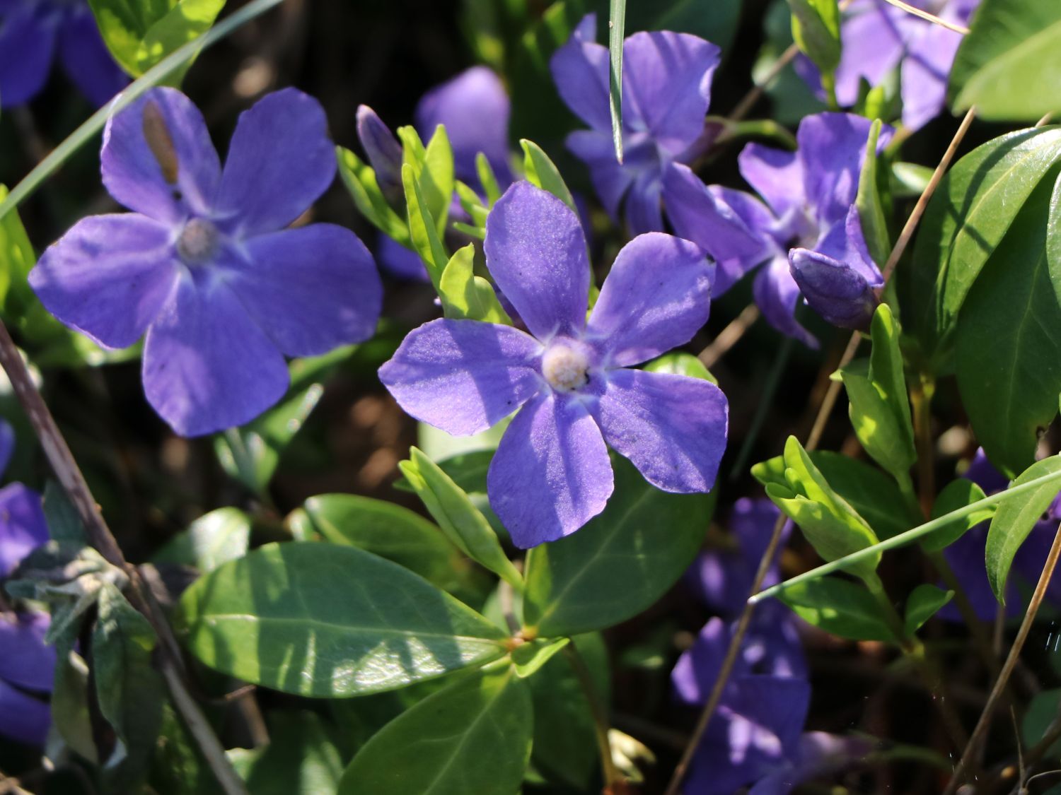 Kleinblättriges Immergrün 'Bowles' Vinca minor 'Bowles' Baumschule