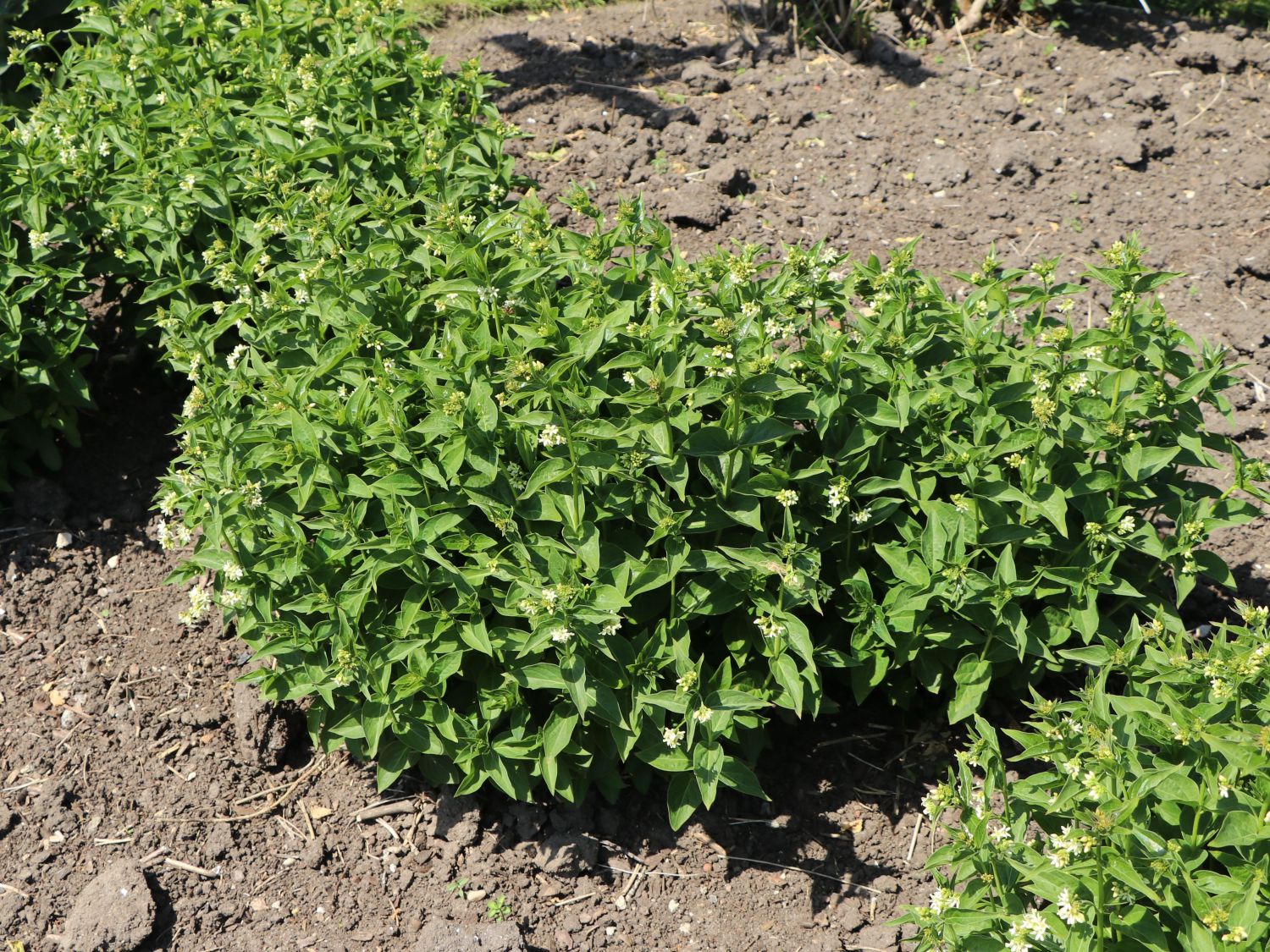 Weiße Schwalbenwurz