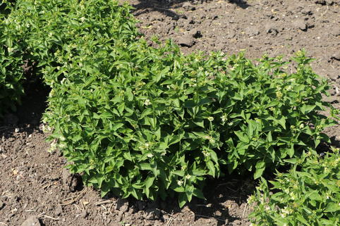 Weiße Schwalbenwurz - Vincetoxicum hirundinaria