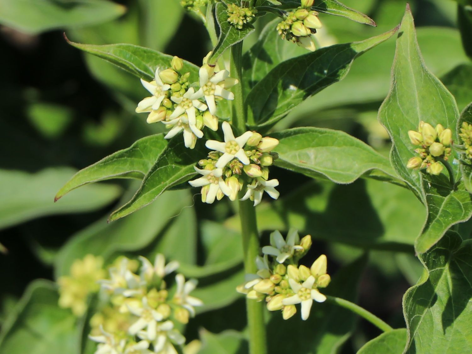 Weiße Schwalbenwurz - Vincetoxicum hirundinaria