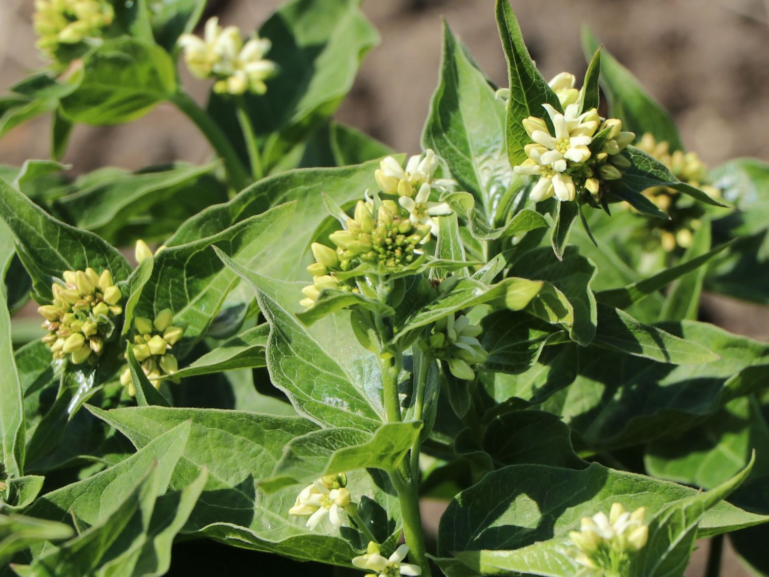 Weiße Schwalbenwurz - Vincetoxicum hirundinaria