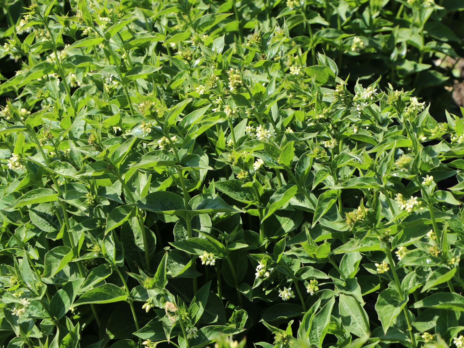 Weiße Schwalbenwurz - Vincetoxicum hirundinaria