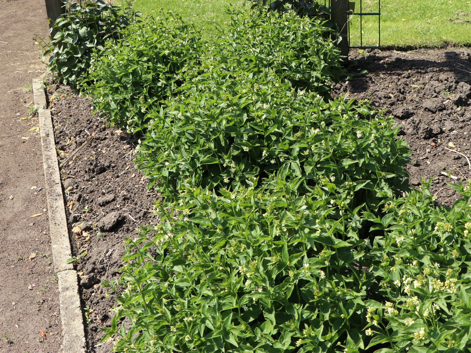 Weiße Schwalbenwurz - Vincetoxicum hirundinaria