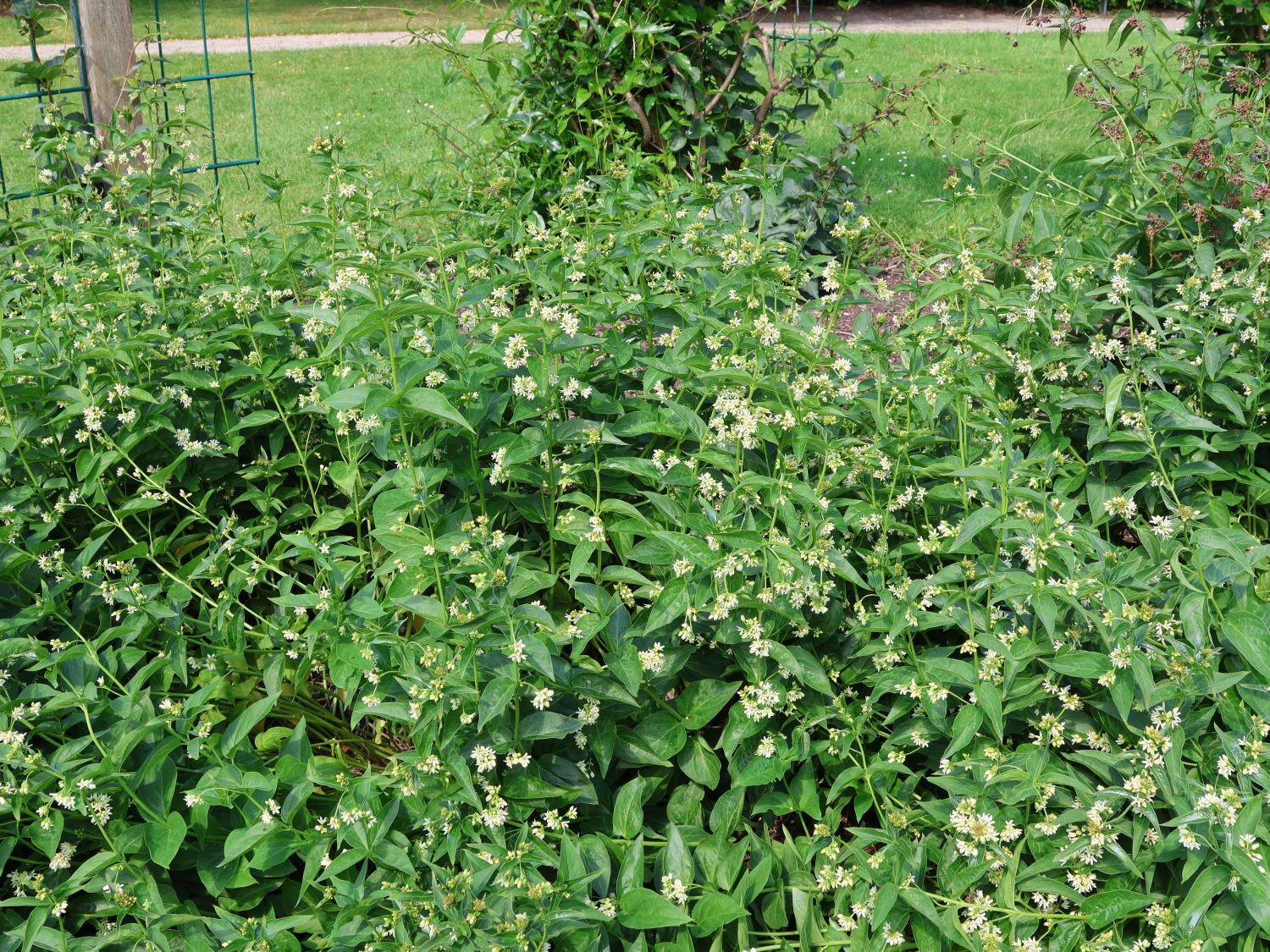 Weiße Schwalbenwurz - Vincetoxicum hirundinaria