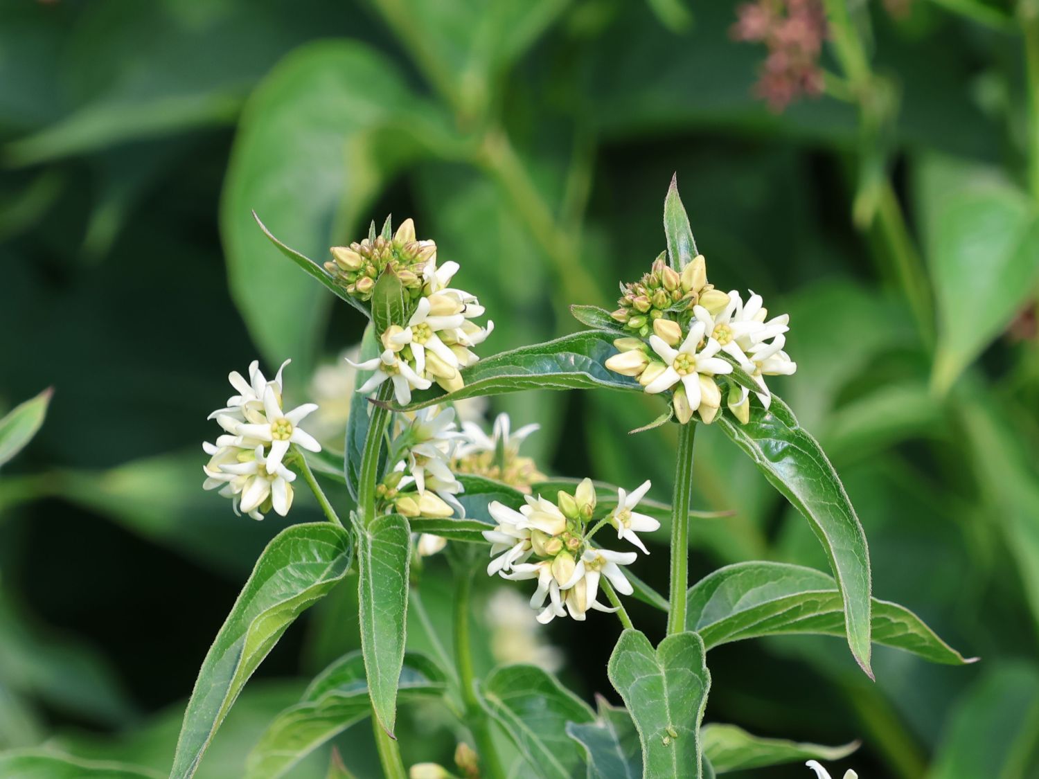 Weiße Schwalbenwurz - Vincetoxicum hirundinaria