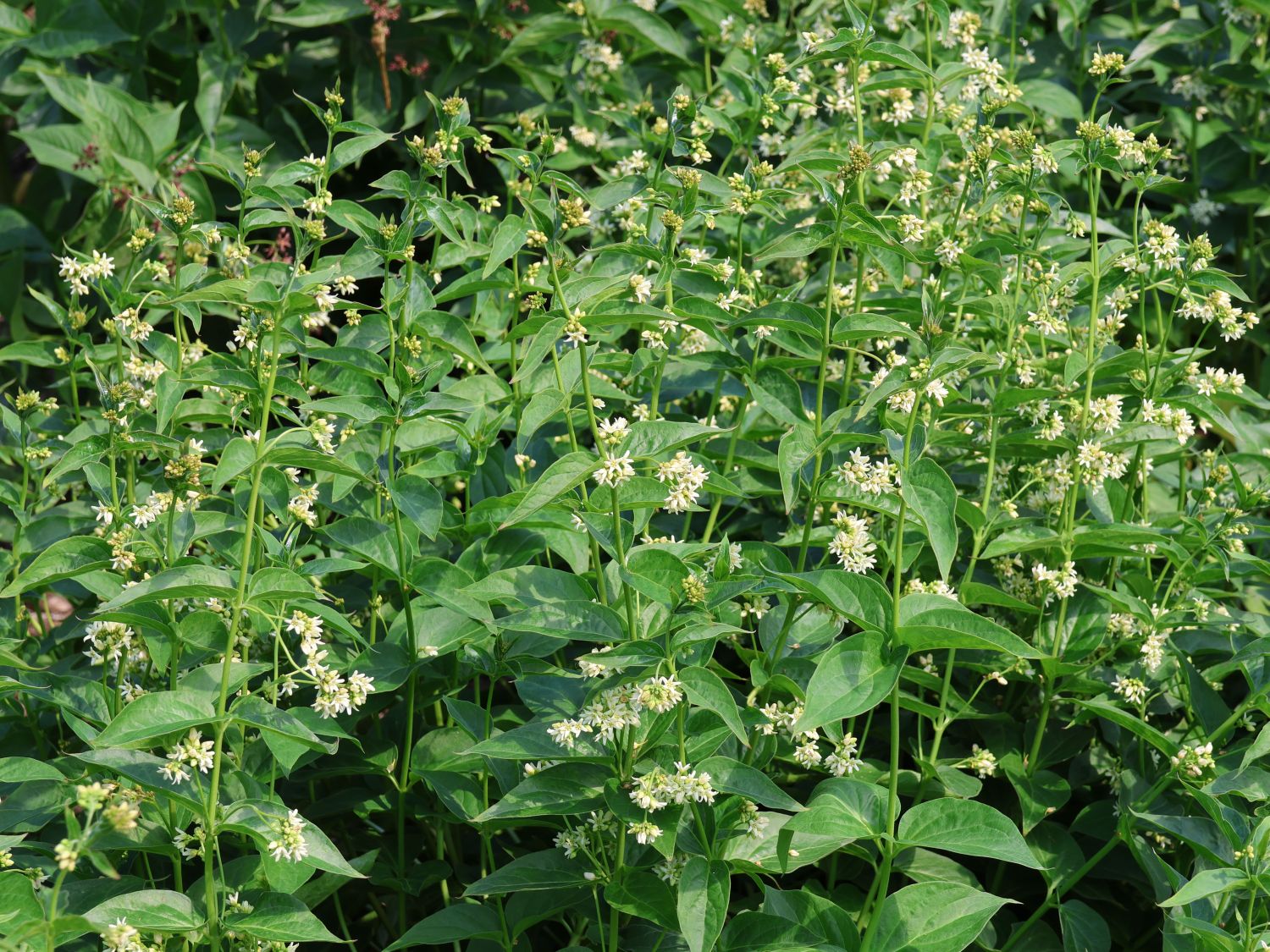 Weiße Schwalbenwurz - Vincetoxicum hirundinaria