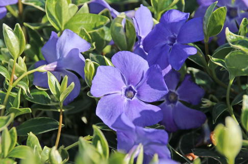 Kleinblättriges Immergrün 'Ralph Shugert' - Vinca minor 'Ralph Shugert'