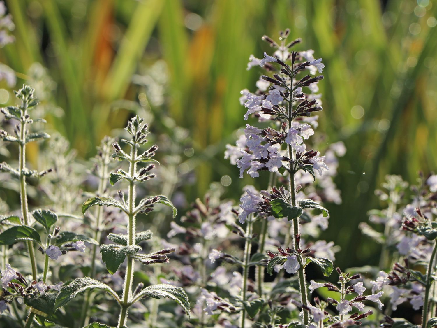 Kleinblütige Bergminze 'Blue Cloud' - Calamintha nepeta 'Blue Cloud'