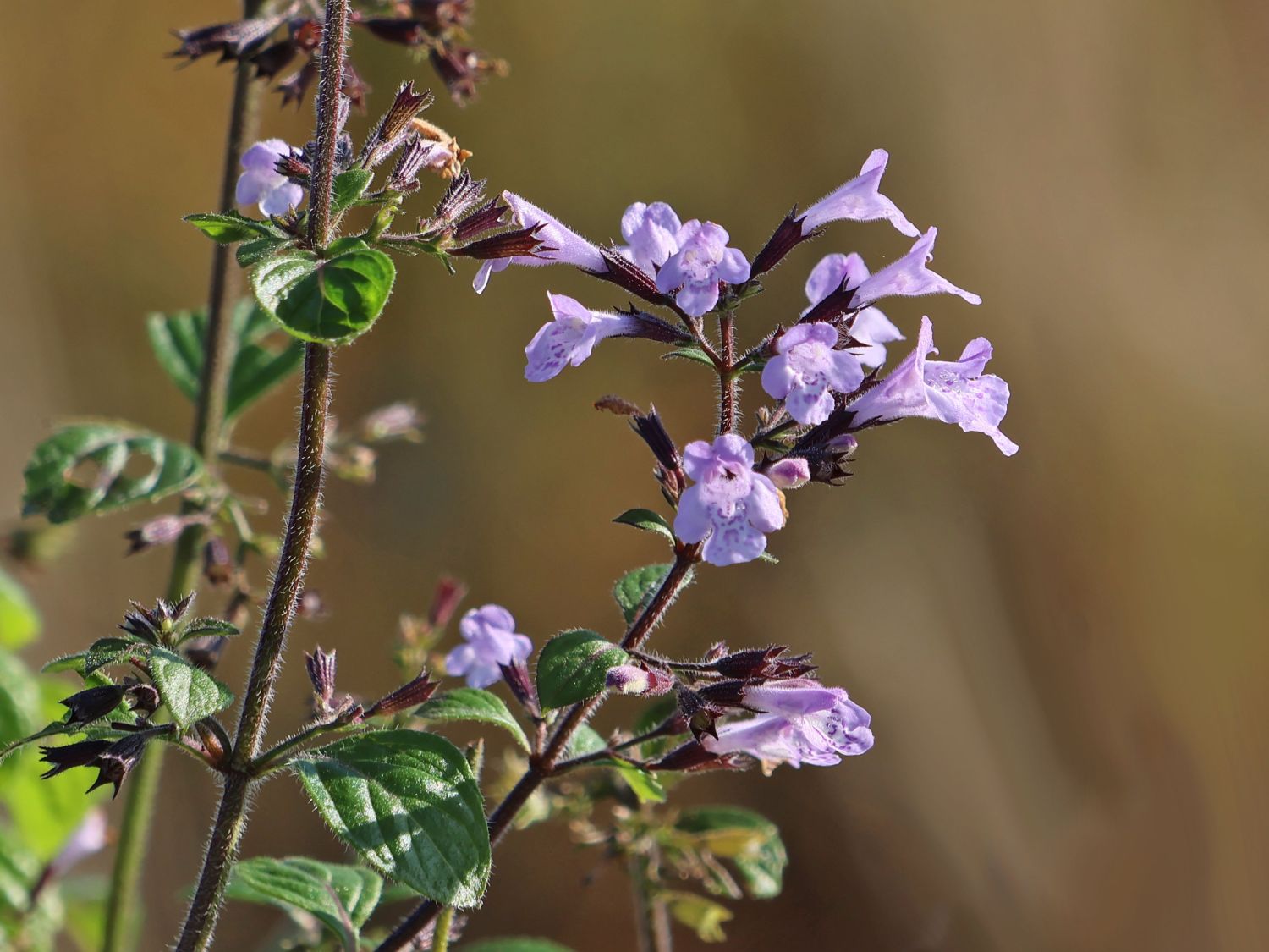 Kleinblütige Bergminze 'Lila Riese' - Calamintha nepeta 'Lila Riese'