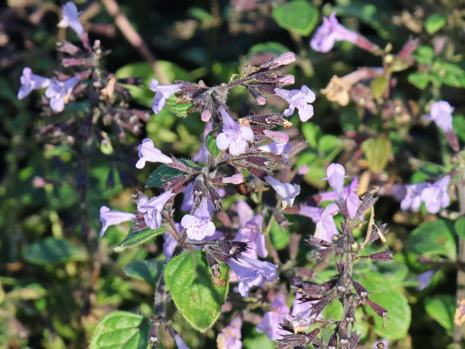 Kleinblütige Bergminze 'Lila Riese' - Calamintha nepeta 'Lila Riese'
