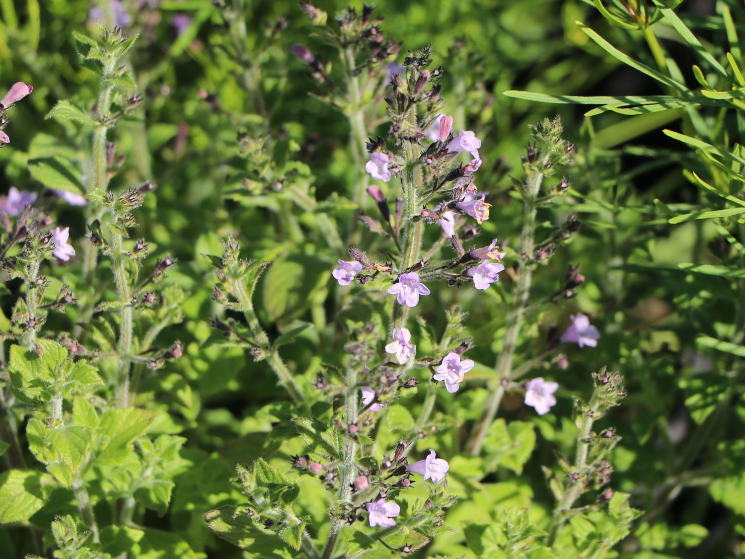 Kleinblütige Bergminze 'Marvelette Blue'