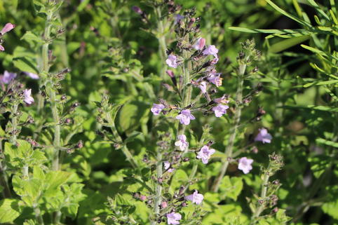 Kleinblütige Bergminze 'Marvelette Blue' - Calamintha nepeta 'Marvelette Blue'
