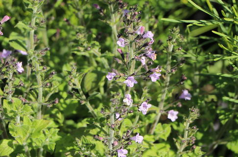 Kleinblütige Bergminze 'Marvelette Blue' - Calamintha nepeta 'Marvelette Blue'