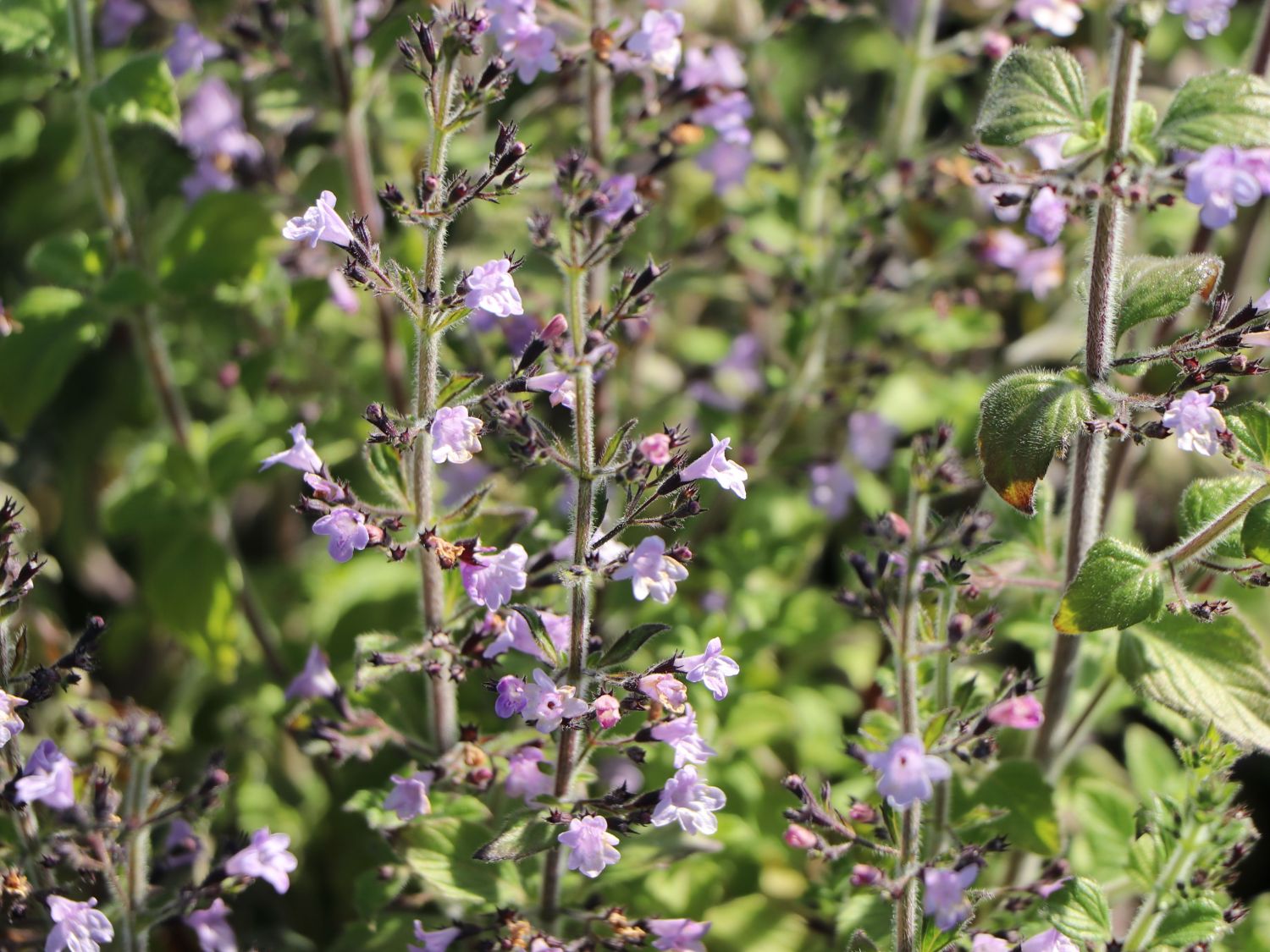 Kleinblütige Bergminze 'Marvelette Blue' - Calamintha nepeta 'Marvelette Blue'