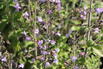 Kleinblütige Bergminze 'Marvelette Blue' - Calamintha nepeta 'Marvelette Blue'