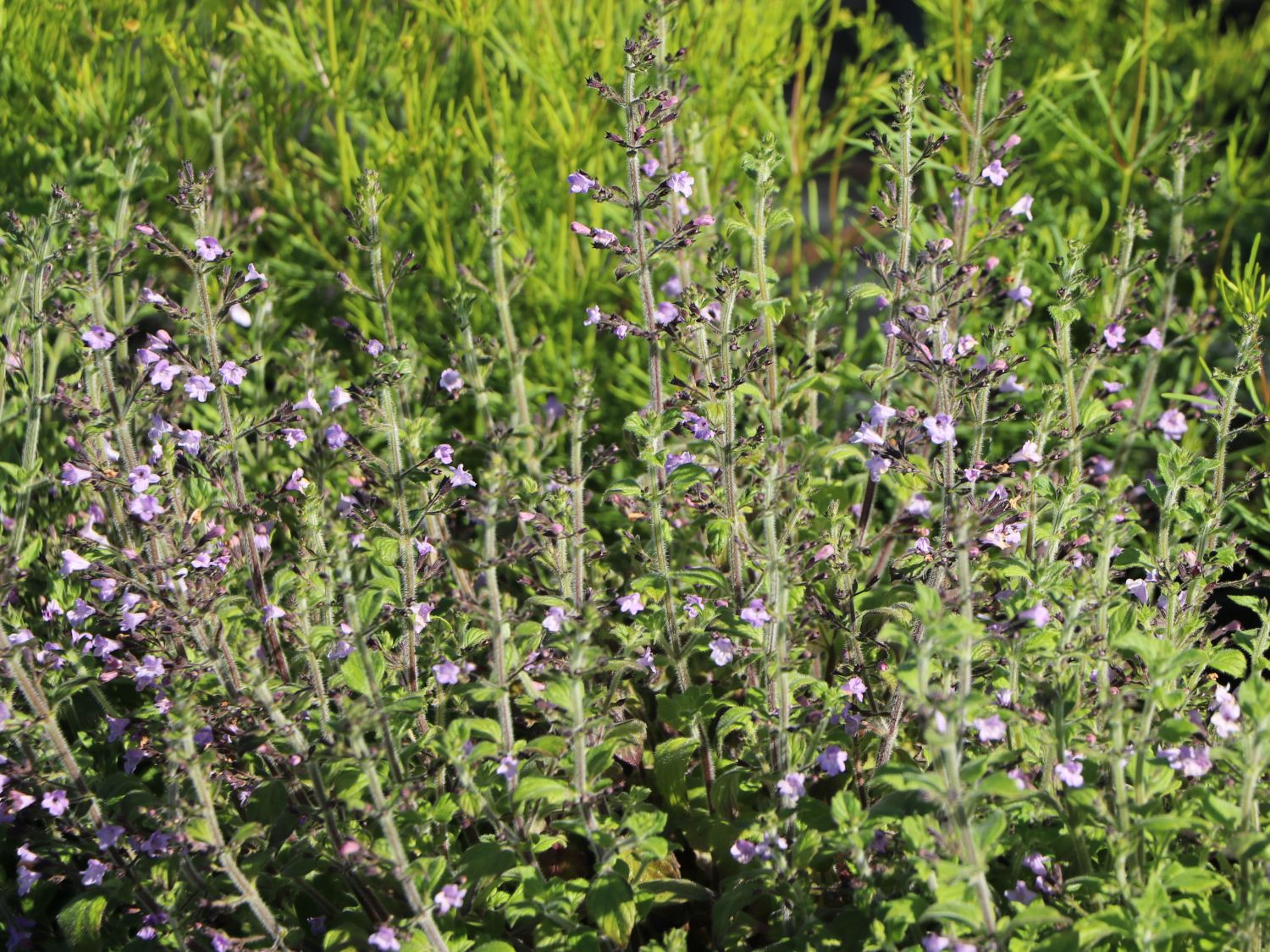 Kleinblütige Bergminze 'Marvelette Blue' - Calamintha nepeta 'Marvelette Blue'