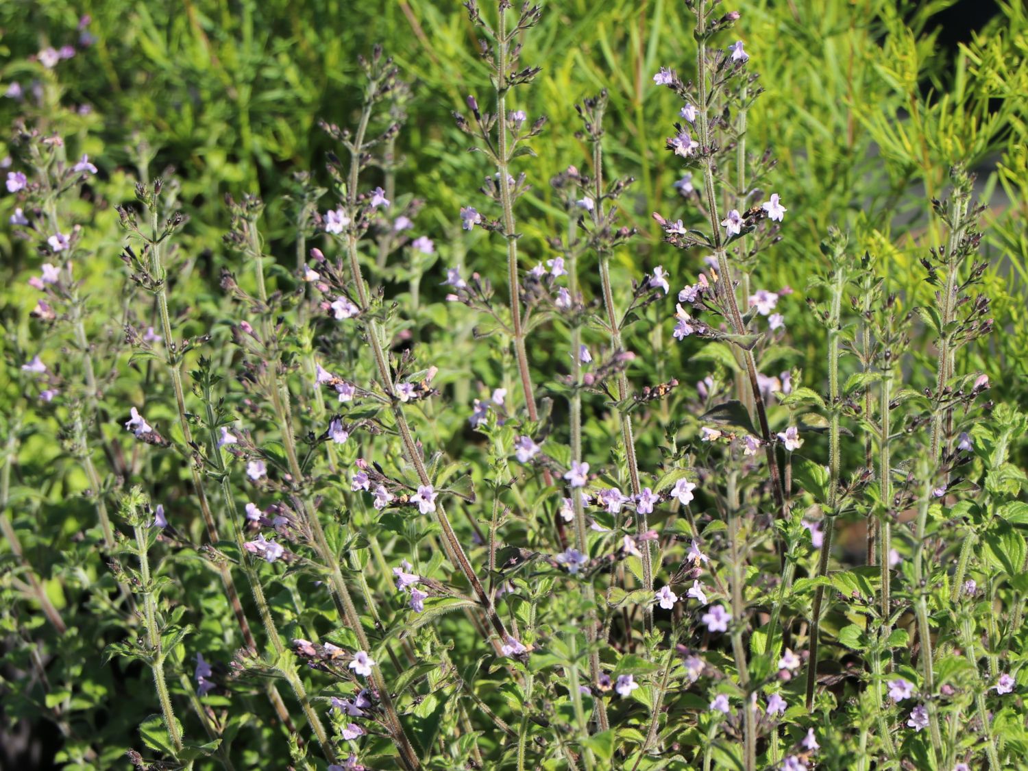 Kleinblütige Bergminze 'Marvelette Blue' - Calamintha nepeta 'Marvelette Blue'