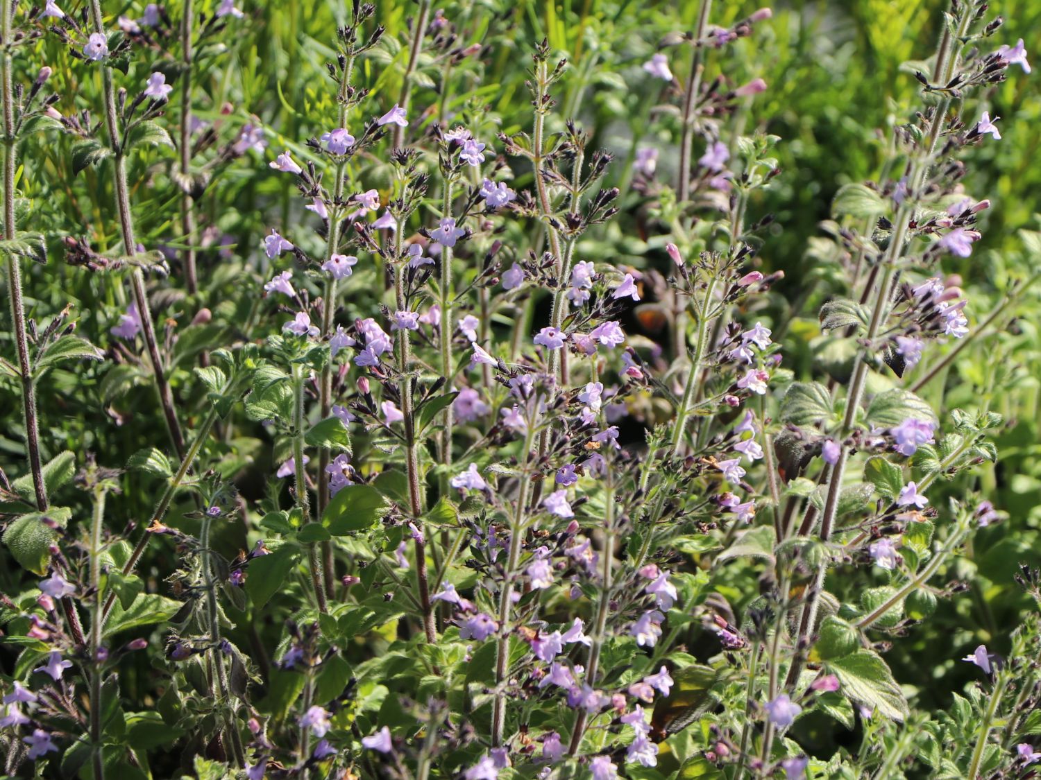 Kleinblütige Bergminze 'Marvelette Blue' - Calamintha nepeta 'Marvelette Blue'