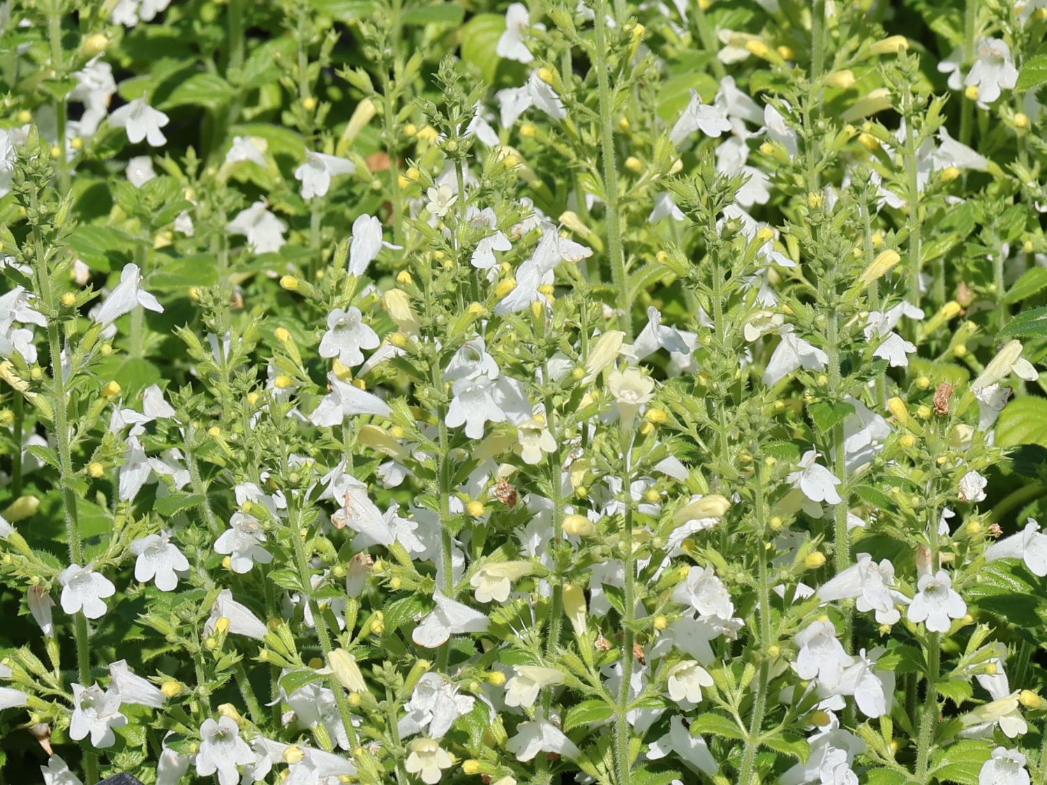 Kleinblütige Bergminze 'Marvelette White'