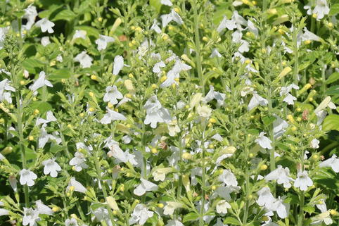 Kleinblütige Bergminze 'Marvelette White' - Calamintha nepeta 'Marvelette White'