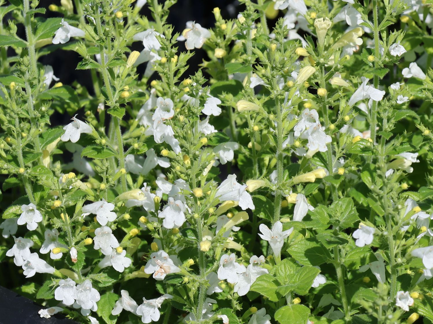 Kleinblütige Bergminze 'Marvelette White' - Calamintha nepeta 'Marvelette White'