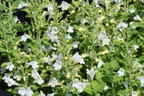 Kleinblütige Bergminze 'Marvelette White' - Calamintha nepeta 'Marvelette White'