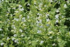 Kleinblütige Bergminze 'Marvelette White' - Calamintha nepeta 'Marvelette White'