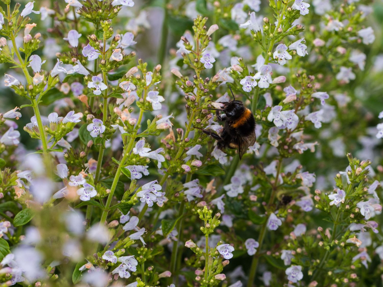 Kleinblütige Bergminze 'Triumphator' - Calamintha nepeta 'Triumphator'